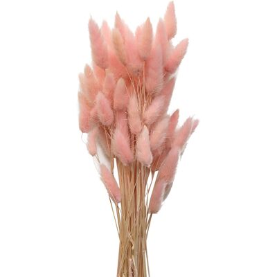 Cooee Design Dried Flowers Lagurus Ash ONE SIZE FADED PINK ONE SIZE Cooee Design Dried Flowers Lagurus Ash ONE SIZE FADED PINK ONE SIZE
