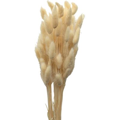 Cooee Design Dried Flowers Lagurus Ash ONE SIZE WHITE ONE SIZE Cooee Design Dried Flowers Lagurus Ash ONE SIZE WHITE ONE SIZE