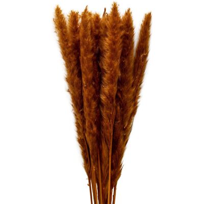 Cooee Design Dried Flowers Pampas Ginger ONE SIZE GINGER ONE SIZE Cooee Design Dried Flowers Pampas Ginger ONE SIZE GINGER ONE SIZE