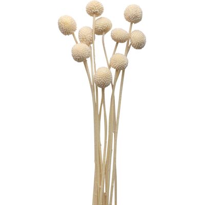 Cooee Design Dried Flowers Golden Ball Red ONE SIZE WHITE ONE SIZE Cooee Design Dried Flowers Golden Ball Red ONE SIZE WHITE ONE SIZE
