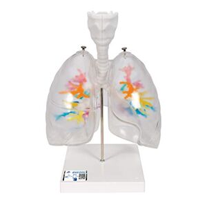 3B Scientific 3B Vetenskaplig G23/1 CT bronkialträd med Larynx och transparenta lungor + gratis anatomi programvara 3B Smart anatomi
