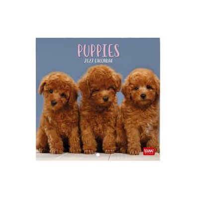 LEGAMI Väggkalender 2027, Puppies, liten väggkalender, 12 månader och årsplanerare, 6 språk, utrymme för anteckningar, stjärntecken, internationella helgdagar, 18 x 18 cm LEGAMI Väggkalender 2027, Puppies, liten väggkalender, 12 månader och årsplanerare, 6 språk, utrymme för anteckningar, stjärntecken, internationella helgdagar, 18 x 18 cm