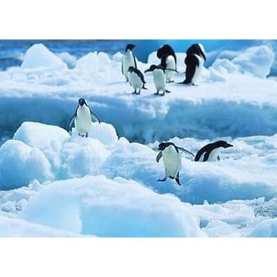 Pracht Creatives Hobby Diamond Painting Set, Penguin målningsset, målning med pingviner och tillbehör, storlek ca 35 x 25 cm, DIY-kit för målning med glittrande stenar för barn från 5 år Pracht Creatives Hobby Diamond Painting Set, Penguin målningsset, målning med pingviner och tillbehör, storlek ca 35 x 25 cm, DIY-kit för målning med glittrande stenar för barn från 5 år