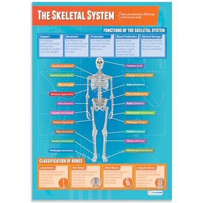 Daydream Education Skeletsystemet PE affischer laminerat glansigt papper som mäter 850 mm x 594 mm (A1) Fysiska utbildningsdiagram för klassrummet utbildningstabell av Daydream Education Skeletsystemet PE affischer laminerat glansigt papper som mäter 850 mm x 594 mm (A1) Fysiska utbildningsdiagram för klassrummet utbildningstabell av