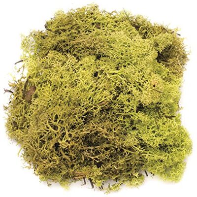Glorex 6 3803 605 – Islandmossa, 50 g, ljusgrön, för pyssel, dekoration, för modell och krubbkonstruktion Glorex 6 3803 605 – Islandmossa, 50 g, ljusgrön, för pyssel, dekoration, för modell och krubbkonstruktion