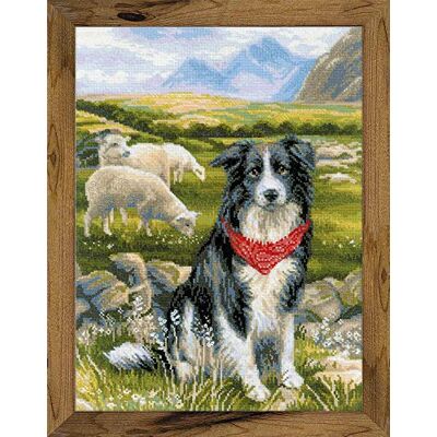 Riolis 1767 korsstygnsset Border Collie, räknemönster korsstygnsset, bomull, flerfärgad, 30 x 40 cm Riolis 1767 korsstygnsset Border Collie, räknemönster korsstygnsset, bomull, flerfärgad, 30 x 40 cm