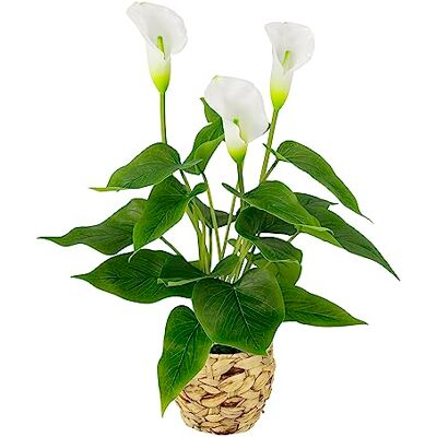 Flair Flower Callapväxt i korg, konstgjord växt, calla vita blommor, konstgjorda blommor av plast, oäkta konstgjord dekoration, konstgjord dekoration, konstgjord blomma, buketter, sidenblommor, zantedeschia, Flair Flower Callapväxt i korg, konstgjord växt, calla vita blommor, konstgjorda blommor av plast, oäkta konstgjord dekoration, konstgjord dekoration, konstgjord blomma, buketter, sidenblommor, zantedeschia,