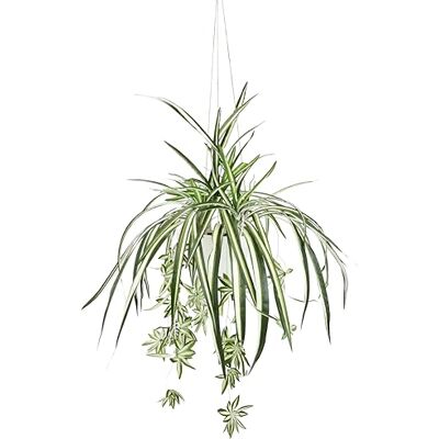 Flair Flower Konstgjord växt grön lilja med hängampel sidenväxt kontorsväxt grön växt klorophytum inomhusväxt spindelväxt konstgjord blomma ormväxt vattenlilja hängande växt krukväxt växtdekoration Flair Flower Konstgjord växt grön lilja med hängampel sidenväxt kontorsväxt grön växt klorophytum inomhusväxt spindelväxt konstgjord blomma ormväxt vattenlilja hängande växt krukväxt växtdekoration