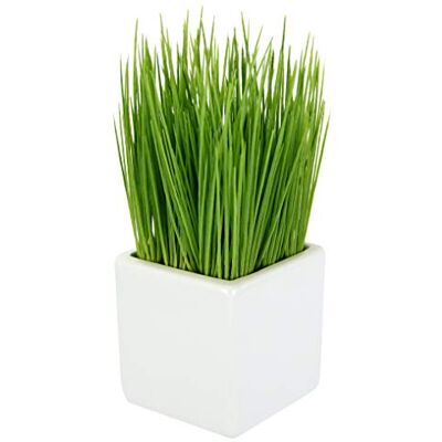 Flair Flower Konstgjord kruka av keramik, konstgräs, grön växt, konstgräs, dekorativt gräs, gräs, gräslök, gräs, gräslök, trädgårdsörter, prydnadsgräs, plast, grön, 9 x 9 x 22 cm Flair Flower Konstgjord kruka av keramik, konstgräs, grön växt, konstgräs, dekorativt gräs, gräs, gräslök, gräs, gräslök, trädgårdsörter, prydnadsgräs, plast, grön, 9 x 9 x 22 cm