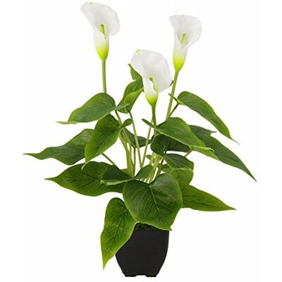 Flair Flower Konstväxt Calla i kruka konstgjorda blommor konstgjorda blommor silkesblommor plast oäkta dekoration falsk verklig touch krukväxt grön växt krukväxter buketter exotisk lilja gravdekoration Flair Flower Konstväxt Calla i kruka konstgjorda blommor konstgjorda blommor silkesblommor plast oäkta dekoration falsk verklig touch krukväxt grön växt krukväxter buketter exotisk lilja gravdekoration