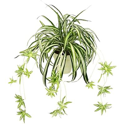 Flair Flower Konstgjord grönlilja i kruka konstgjord växt klorophytum grön växt inomhusväxt silkesblomma silkesblomma vattenlilja spindellilja hängande växt hängande oäkta bröllop dekoration Flair Flower Konstgjord grönlilja i kruka konstgjord växt klorophytum grön växt inomhusväxt silkesblomma silkesblomma vattenlilja spindellilja hängande växt hängande oäkta bröllop dekoration