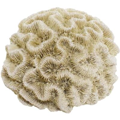 Nobby Aqua Ornaments korall 15,5 x 14 x 8,5 cm Nobby Aqua Ornaments korall 15,5 x 14 x 8,5 cm