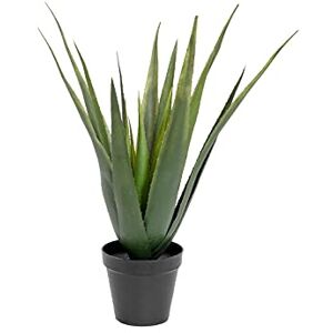 Europalms Europlams Aloe feroxbuss 60 cm, grön