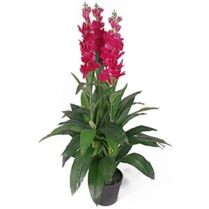 100cm konstgjord Cymbidium orkidé - Extra stor - Mörk rosa blommor - Unisex 100cm konstgjord Cymbidium orkidé - Extra stor - Mörk rosa blommor - Unisex