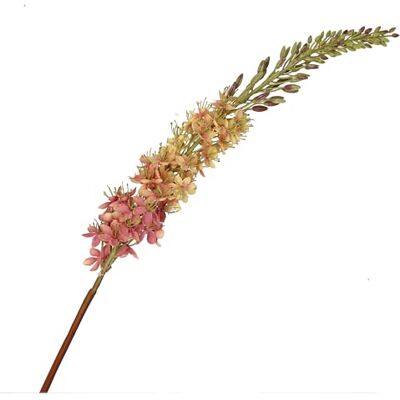 THUN Eremurus rosa THUN Eremurus rosa