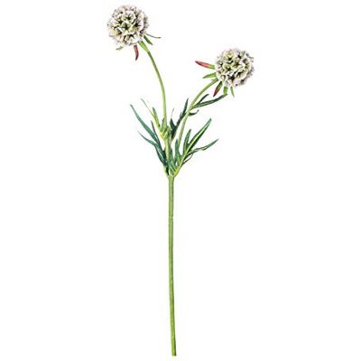EUROCINSA Ref.43300C02 SCABIOSA med 2 blommor, låda med 12 stycken, elfenben, 56 cm EUROCINSA Ref.43300C02 SCABIOSA med 2 blommor, låda med 12 stycken, elfenben, 56 cm