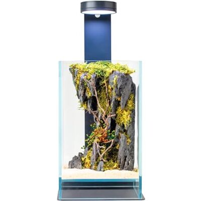 WabiFlur Creus stabiliserat terrarium i extra klart glas med LED-ljus och stativ, komplett med stabiliserade blommor eleganta naturliga möbler utan underhåll för hem, kontor och presentidéer, grön WabiFlur Creus stabiliserat terrarium i extra klart glas med LED-ljus och stativ, komplett med stabiliserade blommor eleganta naturliga möbler utan underhåll för hem, kontor och presentidéer, grön