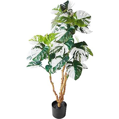 AMARE Monstera deliciosa Variegata 110 cm i svart plastkruka 15,5 x 13 cm AMARE Monstera deliciosa Variegata 110 cm i svart plastkruka 15,5 x 13 cm
