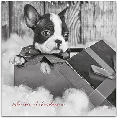 Emotional Rescue Julkort från hunden, söta hundjulkort, hund julkort, generiskt julkort, julkort hund, julkort från, hunden Emotional Rescue Julkort från hunden, söta hundjulkort, hund julkort, generiskt julkort, julkort hund, julkort från, hunden