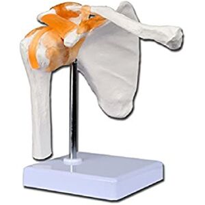GIMA – anatomisk modell av axlar, nyckelben, leder och band, valutelinje, 1 x förstoring GIMA – anatomisk modell av axlar, nyckelben, leder och band, valutelinje, 1 x förstoring