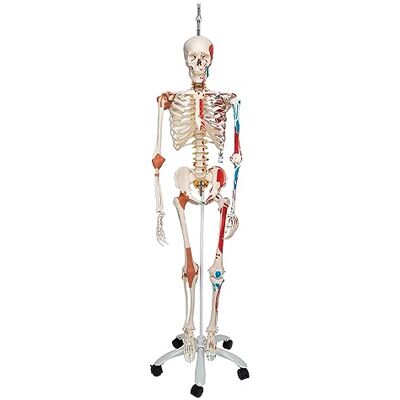 3B Scientific Mänsklig anatomi skelett modell Sam – med muskler och ligament, hängande ställning A13/1 + gratis anatomi-programvara – 3B smart anatomi 3B Scientific Mänsklig anatomi skelett modell Sam – med muskler och ligament, hängande ställning A13/1 + gratis anatomi-programvara – 3B smart anatomi
