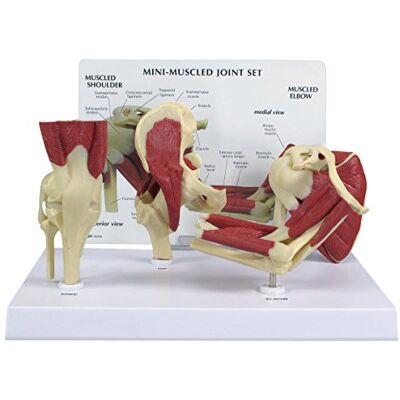 3B Scientific GPI Anatomicals Vetenskaplig mini muskler gemensam uppsättning 3B Scientific GPI Anatomicals Vetenskaplig mini muskler gemensam uppsättning