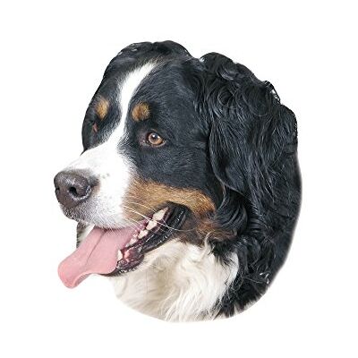 Nobby Klistermärke Berner Sennenhund gul 12 x 3,5 cm Nobby Klistermärke Berner Sennenhund gul 12 x 3,5 cm