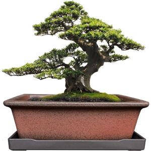 MUZHI Dekorativ keramisk bonsai planteringskruka 20 cm med bricka, andningsbar oglaserad rektangel terrakotta lerkruka för träd suckulent kaktus inomhus utomhus rödbrun
