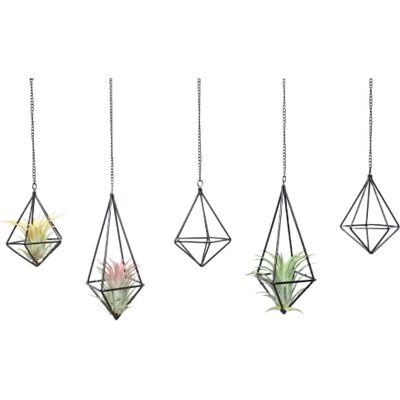 SZRUIZFZ Tillandsia Air Plant Holder Black Geometric Hanging Air Plant Holders Unique for Wall Decor Xerographica Air Plant Hanger for Indoor Decor Himmeli Geometric Decor (5Pcs)F SZRUIZFZ Tillandsia Air Plant Holder Black Geometric Hanging Air Plant Holders Unique for Wall Decor Xerographica Air Plant Hanger for Indoor Decor Himmeli Geometric Decor (5Pcs)F