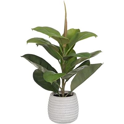 BigBuy Home Dekorativa Växt Grön PVC Ek 58 cm BigBuy Home Dekorativa Växt Grön PVC Ek 58 cm