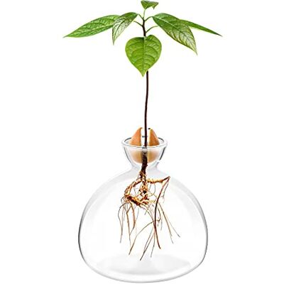 YORSEEK /G avokado frö startplanterare vas kruka avokado träd odling kit glasvaser odla avokado träd hemma avokado träd odling kit ovanliga trädgårdsgåvor YORSEEK /G avokado frö startplanterare vas kruka avokado träd odling kit glasvaser odla avokado träd hemma avokado träd odling kit ovanliga trädgårdsgåvor