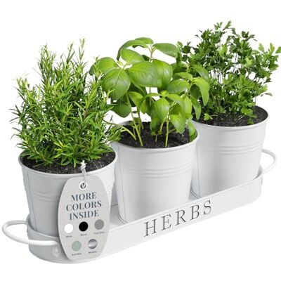 Barnyard Designs örtkruka planterare set med bricka för inomhusträdgård eller utomhusbruk, dekorativa vita suckulenter krukväxter i metall för köksfönsterbräda Barnyard Designs örtkruka planterare set med bricka för inomhusträdgård eller utomhusbruk, dekorativa vita suckulenter krukväxter i metall för köksfönsterbräda