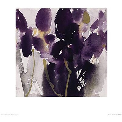 David Ross 40x40 cm Canvastryck - Sibirisk Iris David Ross 40x40 cm Canvastryck - Sibirisk Iris