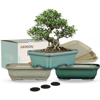 FFPOPU Små keramiska bonsaitrytor med dräneringsbricka, 3 plektrum 15 cm bonsai trädkruka med is sprucken glasyr, mini bonsai planteringskruka för skrivbordsdekoration av dvärgträd, suckulenter och FFPOPU Små keramiska bonsaitrytor med dräneringsbricka, 3 plektrum 15 cm bonsai trädkruka med is sprucken glasyr, mini bonsai planteringskruka för skrivbordsdekoration av dvärgträd, suckulenter och