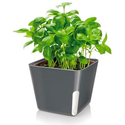 Zendea Fyrkantig svart kruka för växter och blommor 13 x 13 x 11 cm sido transparens för vattennivå kakaplack tillverkad av slitstark plast är idealisk för tomten, trädgård och balkong Zendea Fyrkantig svart kruka för växter och blommor 13 x 13 x 11 cm sido transparens för vattennivå kakaplack tillverkad av slitstark plast är idealisk för tomten, trädgård och balkong