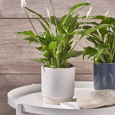 Ivyline Planterare, Keramik, Vit, 11,5 x 11,5 cm Ivyline Planterare, Keramik, Vit, 11,5 x 11,5 cm