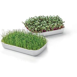 Sense Microgreens Odlingsset - Frön, Bänkar, Inomhus Sense Microgreens Odlingsset - Frön, Bänkar, Inomhus
