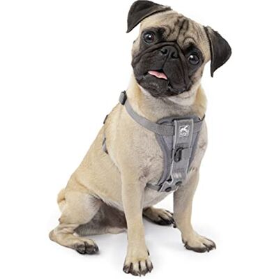 Kurgo Tru-Fit smart sele, hundsele, promenadsele för husdjur, snabbfrigörande spännen, D-ring fram för dragträning, inkluderar hundsäkerhetsbältesfäste (grå, liten) Kurgo Tru-Fit smart sele, hundsele, promenadsele för husdjur, snabbfrigörande spännen, D-ring fram för dragträning, inkluderar hundsäkerhetsbältesfäste (grå, liten)