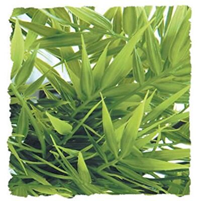 Zoo Med zoomad BU-29 Madagaskar bambu, medium Zoo Med zoomad BU-29 Madagaskar bambu, medium