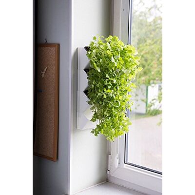 Aquael M161414 Moduł Cenny Versa Garden Herbs, 1 kg Aquael M161414 Moduł Cenny Versa Garden Herbs, 1 kg