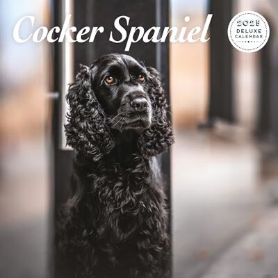 Magnet & Steel Cocker Spaniel 2025 Deluxe Kalender Magnet & Steel Cocker Spaniel 2025 Deluxe Kalender