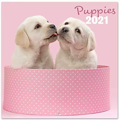 Grupo Erik Erik väggkalender Chantrenne hund – kalender 2021 för 16 månader Grupo Erik Erik väggkalender Chantrenne hund – kalender 2021 för 16 månader
