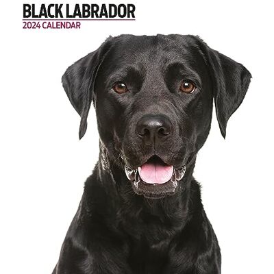 Magnet & Steel Labrador svart modern 2024 kalender Magnet & Steel Labrador svart modern 2024 kalender