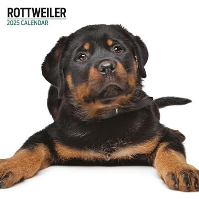Magnet & Steel Rottweiler 2025 Modern kalender Magnet & Steel Rottweiler 2025 Modern kalender