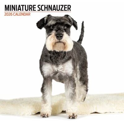 Magnet & Steel Miniatyr schnauzer 2026 modern kalender Magnet & Steel Miniatyr schnauzer 2026 modern kalender