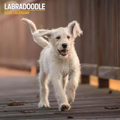 Magnet & Steel Labradoodle 2026 traditionell kalender Magnet & Steel Labradoodle 2026 traditionell kalender