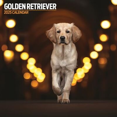 Magnet & Steel Golden Retriever 2025 traditionell kalender Magnet & Steel Golden Retriever 2025 traditionell kalender