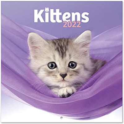 Grupo Erik : Officiell Simon & Greg Cats 2022 väggkalender, 2022 kalender, 30 x 30 cm fyrkantig väggkalender 2022, familjekalender 2022, kattungar kalender 2022 barnkalender 2022 Grupo Erik : Officiell Simon & Greg Cats 2022 väggkalender, 2022 kalender, 30 x 30 cm fyrkantig väggkalender 2022, familjekalender 2022, kattungar kalender 2022 barnkalender 2022