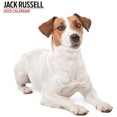 Magnet & Steel Jack Russell 2025 modern kalender Magnet & Steel Jack Russell 2025 modern kalender