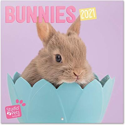 Grupo Erik Väggkalender Studio Pets Kaniner – kalender 2021 för 16 månader, CP21059 Grupo Erik Väggkalender Studio Pets Kaniner – kalender 2021 för 16 månader, CP21059